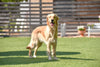 K9 Park-Synthetic Grass Turf-Shawgrass-KNB Mills