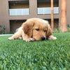 Pet Heaven-Synthetic Grass Turf-GrassTex-G-Field/Green-Silverback- Perforated-1"-KNB Mills