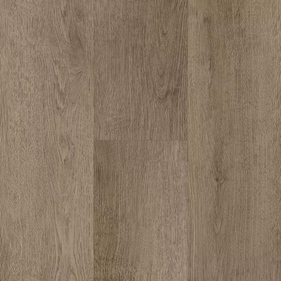 Monteverde Oak